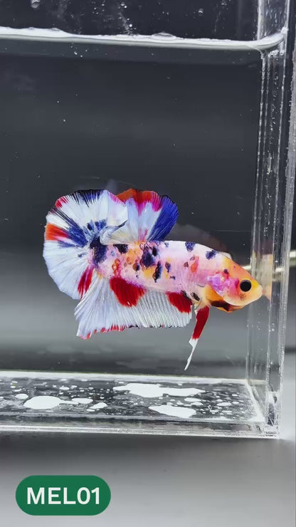 Multicolor Metallic Plakat Male Betta Fish | You Pick Fish | Exclusive Grade