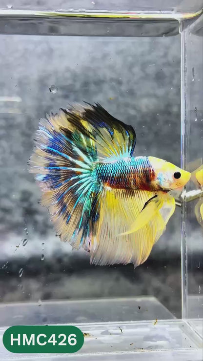 Multicolor Halfmoon Male Betta Fish | High Grade | Order Directly From Farm |  You Pick Fish |