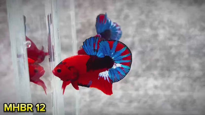 Hellboy Plakat Male Betta Fish | Order Directly From Farm | You Pick Fish