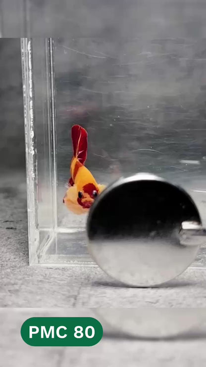 Multicolor Plakat Male Betta Fish |Show Grade|  You Pick Fish