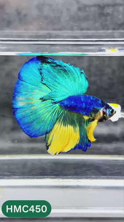 Multicolor Halfmoon Male Betta Fish | Order Directly From Farm | You Pick Fish