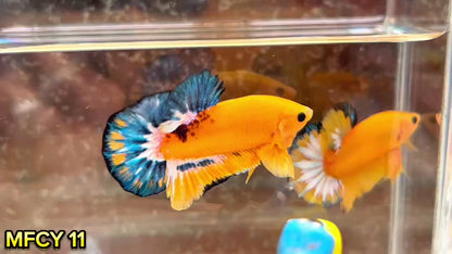 Yellow Fancy Male Betta Fish | Order Directly From Farm | You Pick Fish