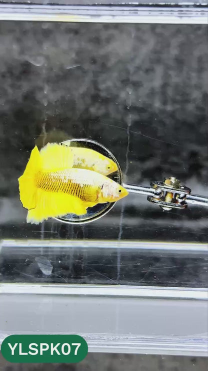 Samurai Plakat Male Betta Fish | You Pick Fish