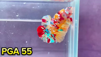 King Giant Plakat Male Betta Fish | You Pick Fish | High Grade