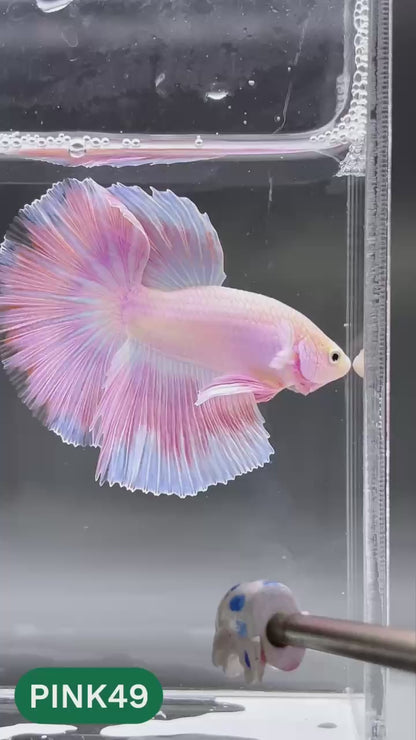 Pink Halfmoon Male Betta Fish | You Pick Fish | Order Directly From Farm