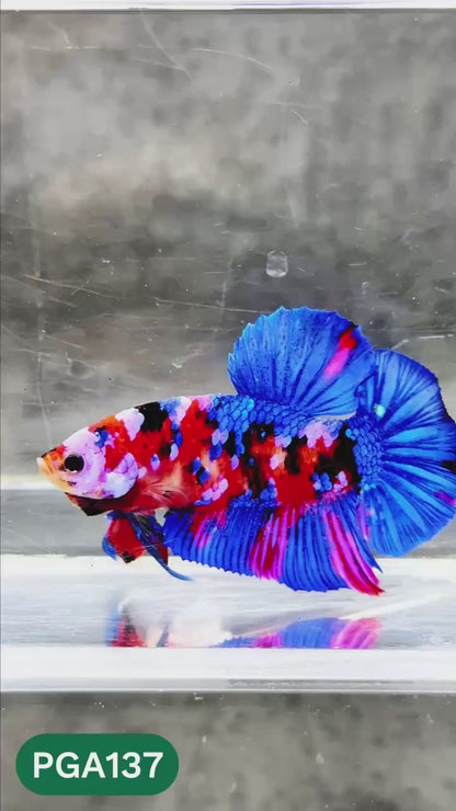 King Giant Plakat Male Betta Fish | You Pick Fish | High Grade