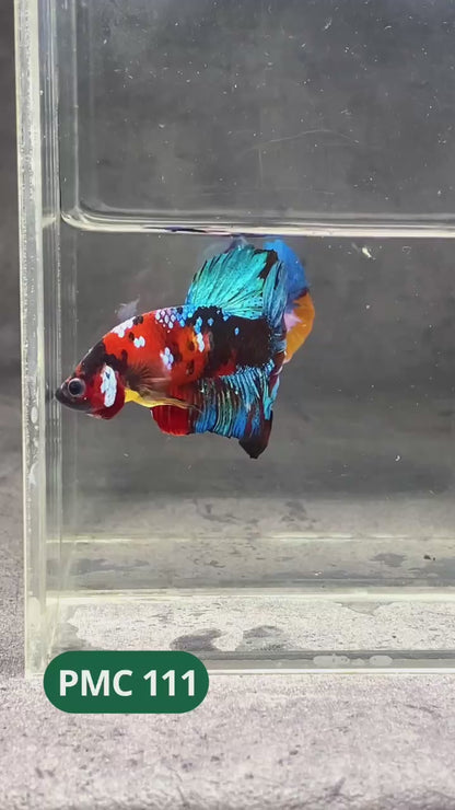 Multicolor Plakat Male Betta Fish |Show Grade|  You Pick Fish