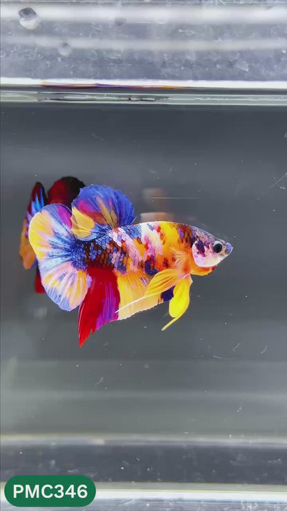 Multicolor Plakat Male Betta Fish | Show Grade |  You Pick Fish