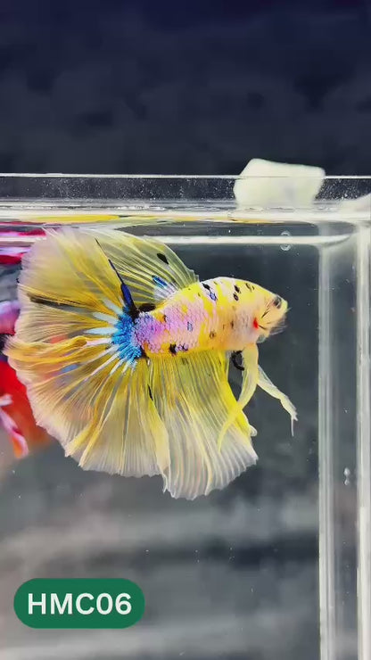 Multicolor Halfmoon Male Betta Fish | Order Directly From Farm | You Pick Fish