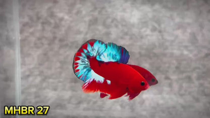Hellboy Plakat Male Betta Fish | Order Directly From Farm | You Pick Fish