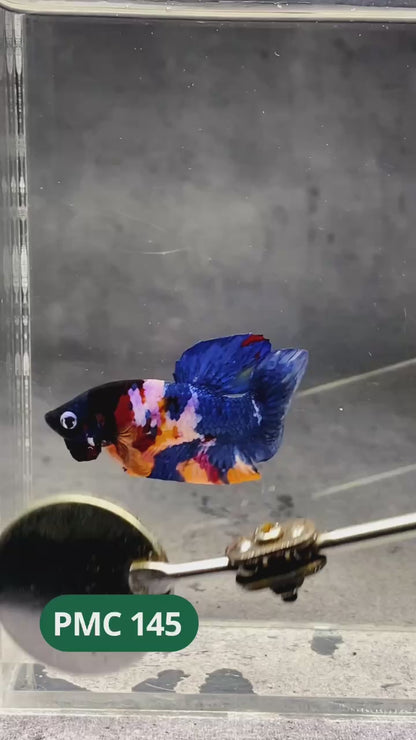 Multicolor Plakat Male Betta Fish |Show Grade|  You Pick Fish