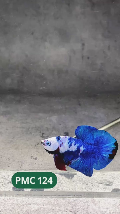Multicolor Plakat Male Betta Fish |Show Grade|  You Pick Fish