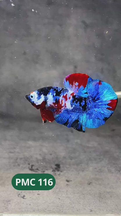 Multicolor Plakat Male Betta Fish |Show Grade|  You Pick Fish