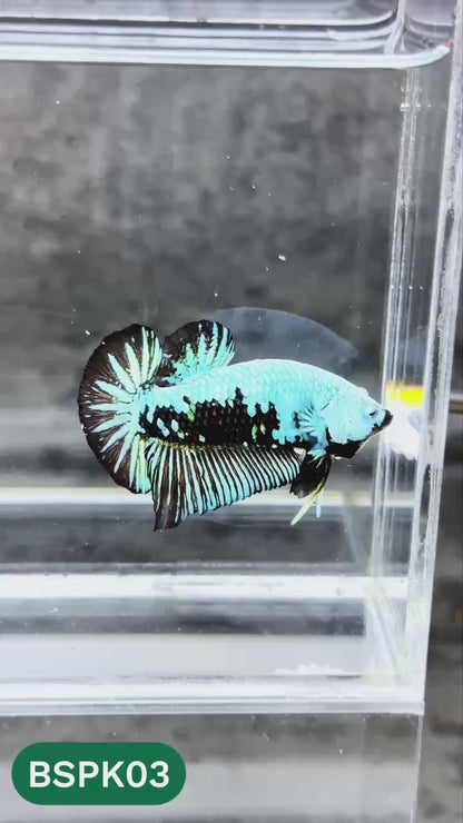 Samurai Plakat Male Betta Fish | You Pick Fish