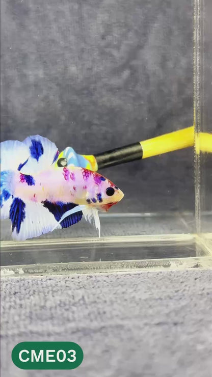 Multicolor Metallic Plakat Male Betta Fish | You Pick Fish | Exclusive Grade