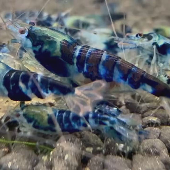 Blue Dragon Caridina Shrimp