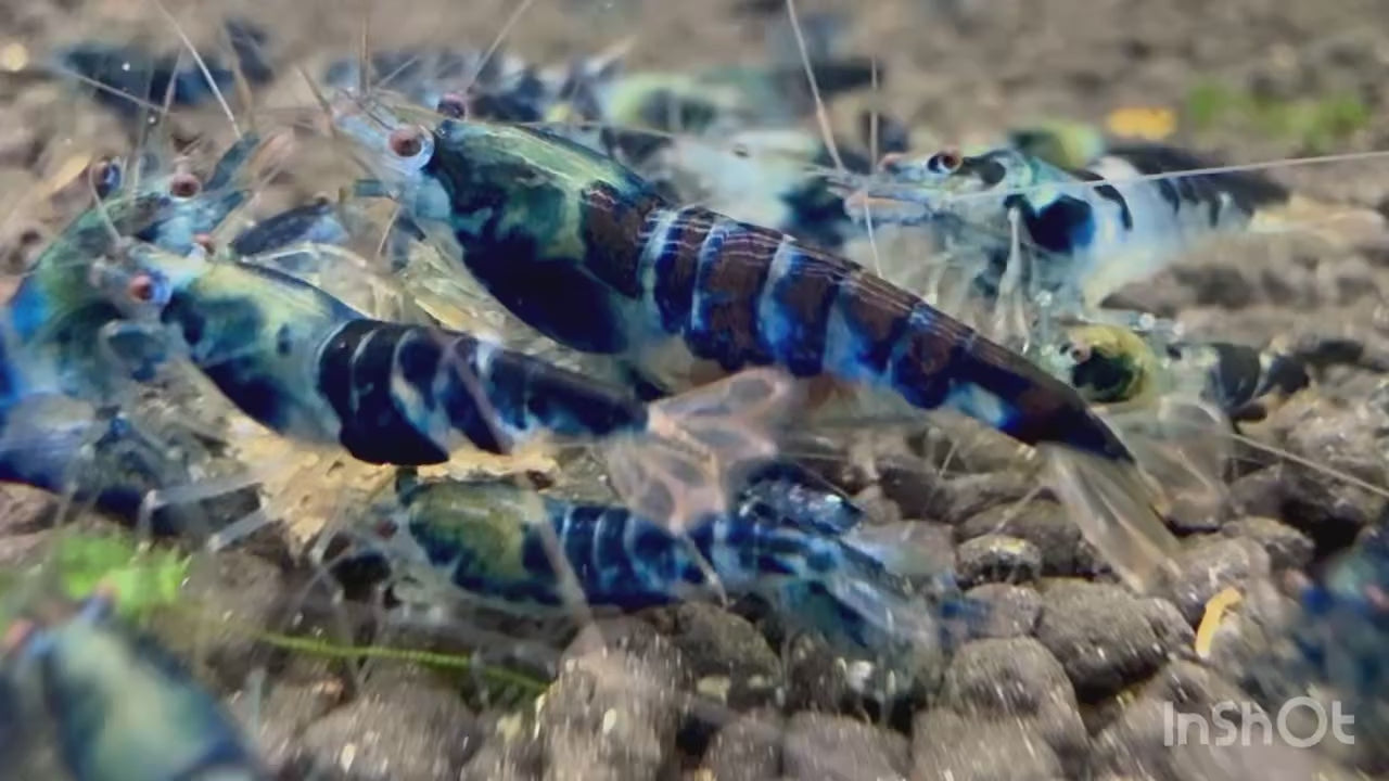 Blue Dragon Caridina Shrimp