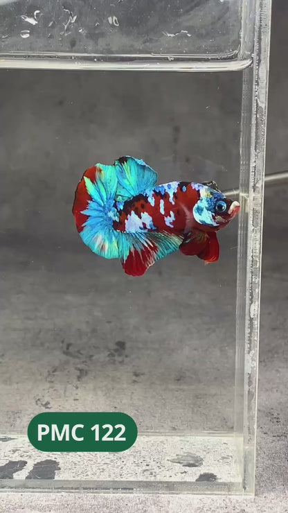 Multicolor Plakat Male Betta Fish |Show Grade|  You Pick Fish