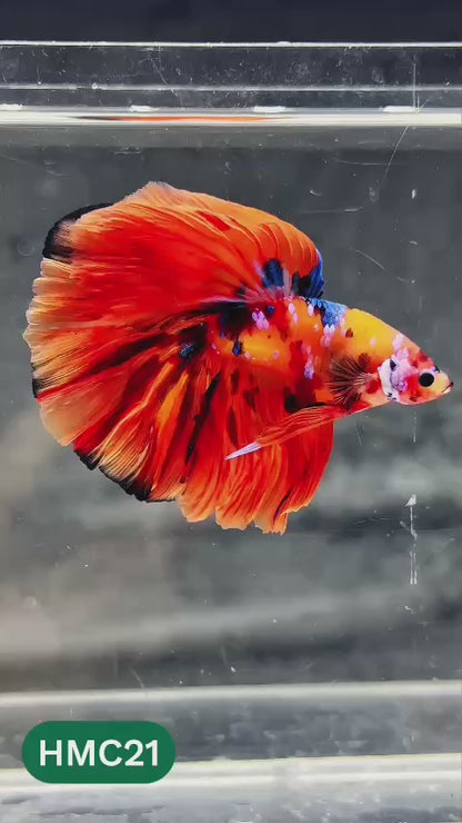 Multicolor Halfmoon Male Betta Fish | Order Directly From Farm | You Pick Fish