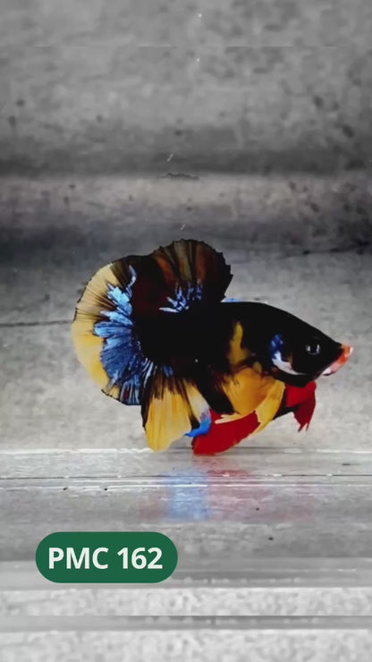 Multicolor Plakat Male Betta Fish |Show Grade|  You Pick Fish