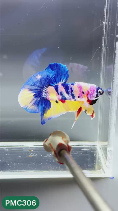 Multicolor Plakat Male Betta Fish | Show Grade |  You Pick Fish