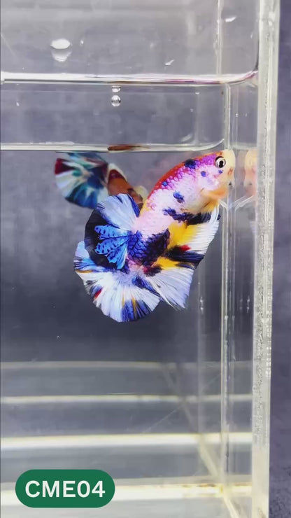 Multicolor Metallic Plakat Male Betta Fish | You Pick Fish | Exclusive Grade