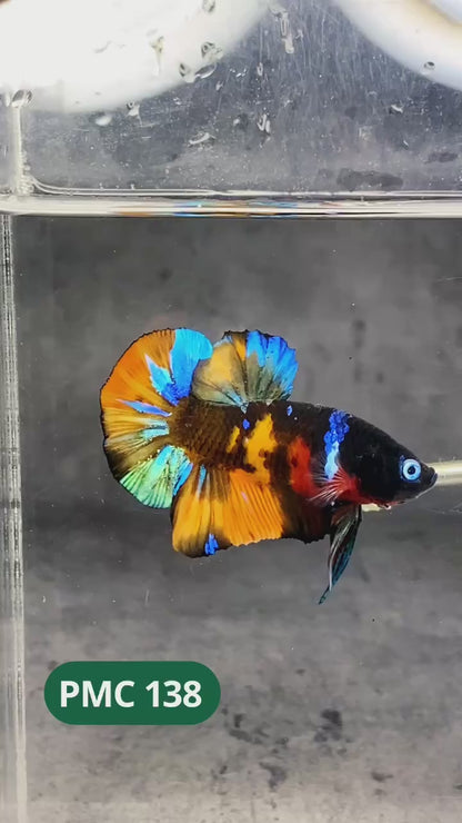 Multicolor Plakat Male Betta Fish |Show Grade|  You Pick Fish