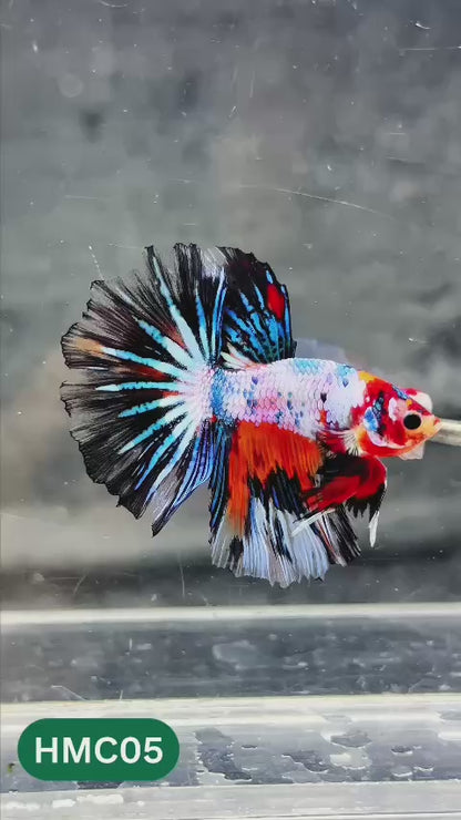 Multicolor Halfmoon Male Betta Fish | Order Directly From Farm | You Pick Fish