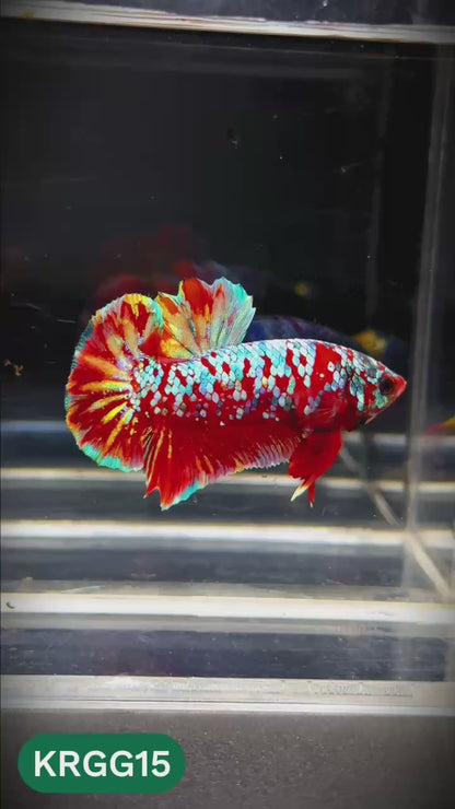 Golden Star Dust Galaxy Plakat Male Betta Fish | Super Rare | You Pick Fish