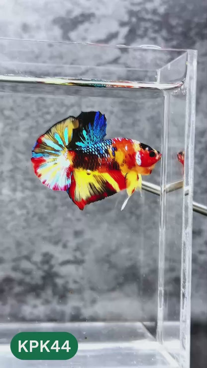 Multicolor Plakat Male Betta Fish |Show Grade|  You Pick Fish