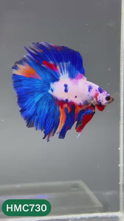 Multicolor Halfmoon Male Betta Fish | High Grade | Order Directly From Farm |  You Pick Fish |