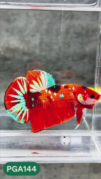 King Giant Plakat Male Betta Fish | You Pick Fish | High Grade