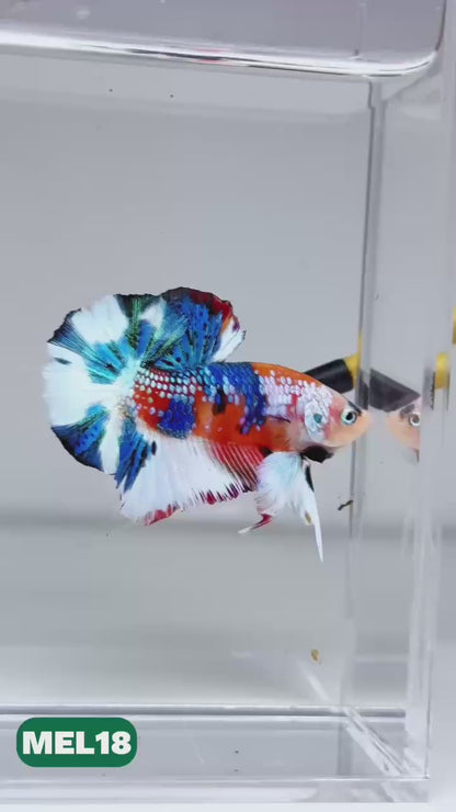 Metallic Plakat Betta Fish | You Pick Betta | Exotic Fish