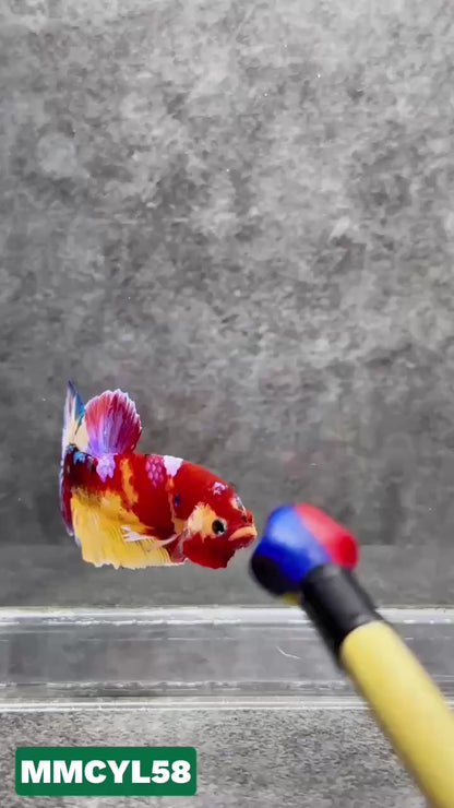 Multicolor Yellow Base Plakat Male Betta Fish | Order Directly From Farm|  You Pick Fish