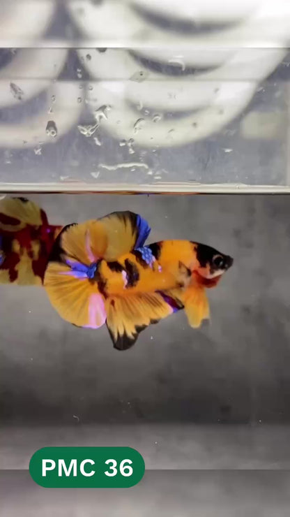 Multicolor Plakat Male Betta Fish |Show Grade|  You Pick Fish
