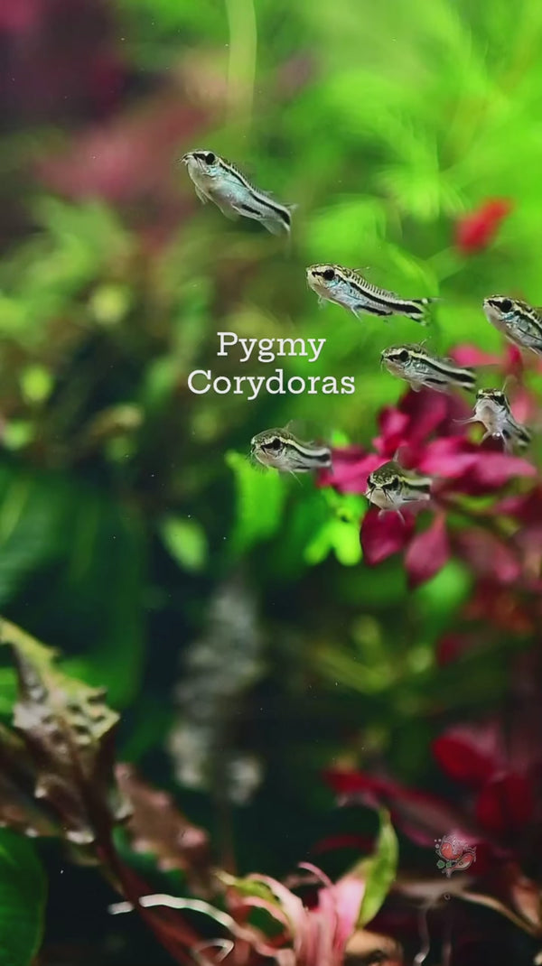 Pygmy Corydoras — Swimming Video