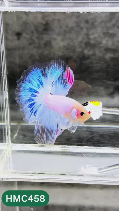 Multicolor Halfmoon Male Betta Fish | Order Directly From Farm | You Pick Fish