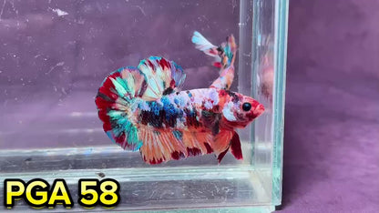 King Giant Plakat Male Betta Fish | You Pick Fish | High Grade