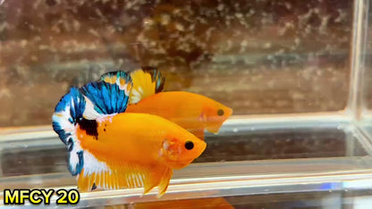Yellow Fancy Male Betta Fish | Order Directly From Farm | You Pick Fish