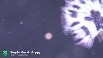 Purple Ivory Mosaic Guppy Fish