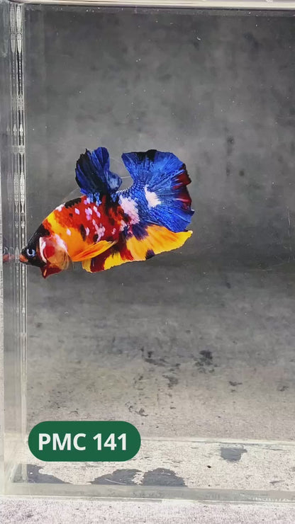 Multicolor Plakat Male Betta Fish |Show Grade|  You Pick Fish