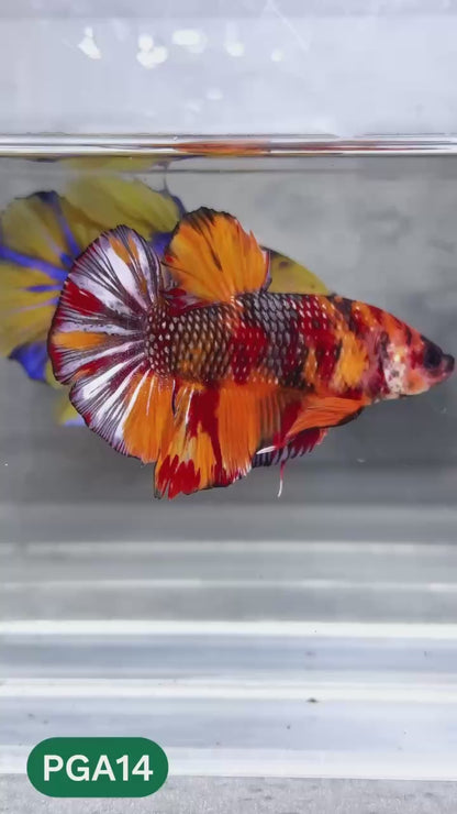 King Giant Plakat Male Betta Fish | You Pick Fish | High Grade