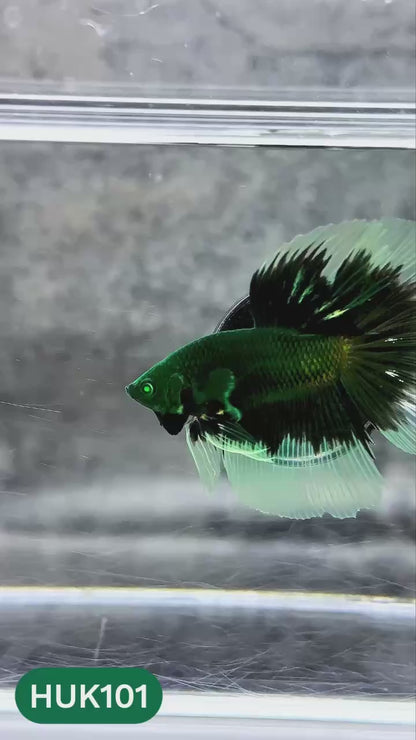 Black Hulk Halfmoon Male Betta Fish | You Pick Fish
