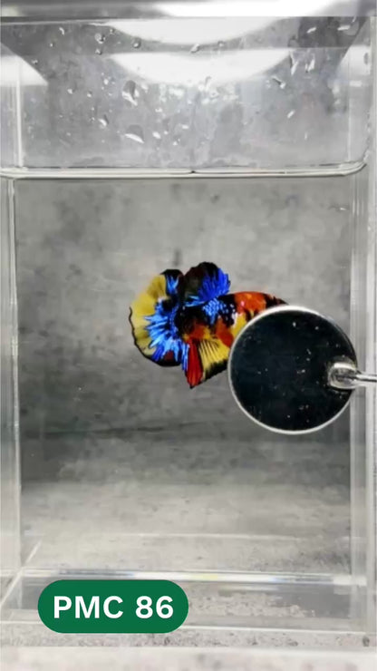Multicolor Plakat Male Betta Fish |Show Grade|  You Pick Fish