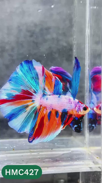 Multicolor Halfmoon Male Betta Fish | High Grade | Order Directly From Farm |  You Pick Fish |