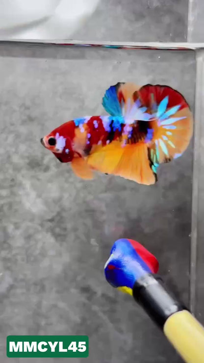 Multicolor Yellow Base Plakat Male Betta Fish | Order Directly From Farm|  You Pick Fish