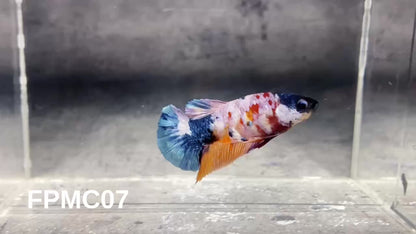 Multicolor Female Betta Fish | You Pick Fish  | High Grade