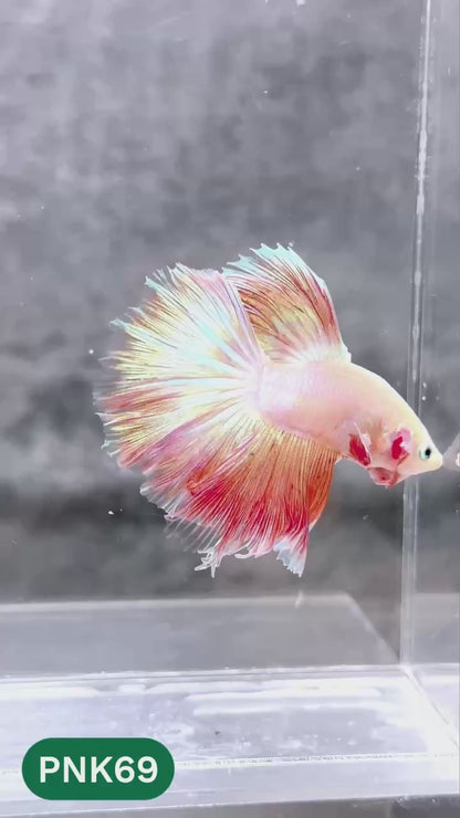 Pink Halfmoon Male Betta Fish | You Pick Fish | Order Directly From Farm