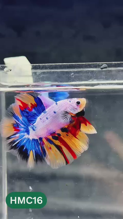 Multicolor Halfmoon Male Betta Fish | Order Directly From Farm | You Pick Fish