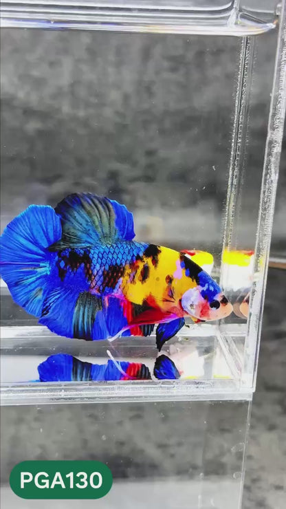 King Giant Plakat Male Betta Fish | You Pick Fish | High Grade
